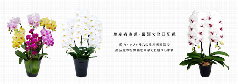 胡蝶蘭ギフト専門店オーキッドファン