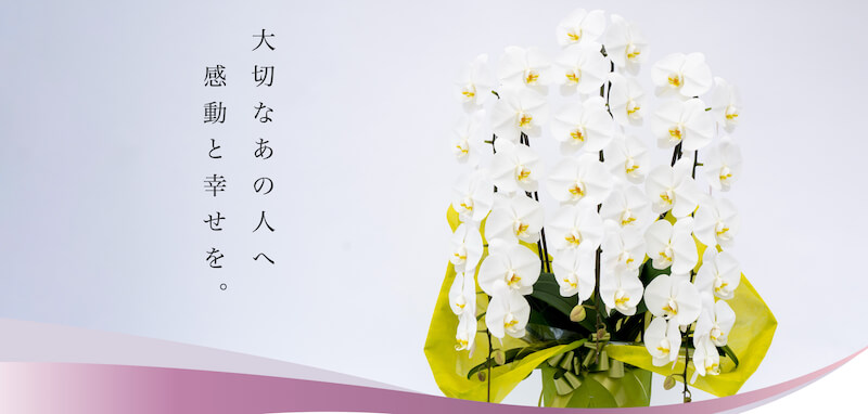 幸福の胡蝶蘭屋さん
