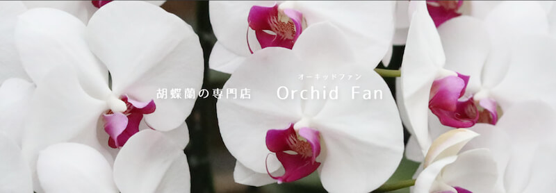 オーキッドファン