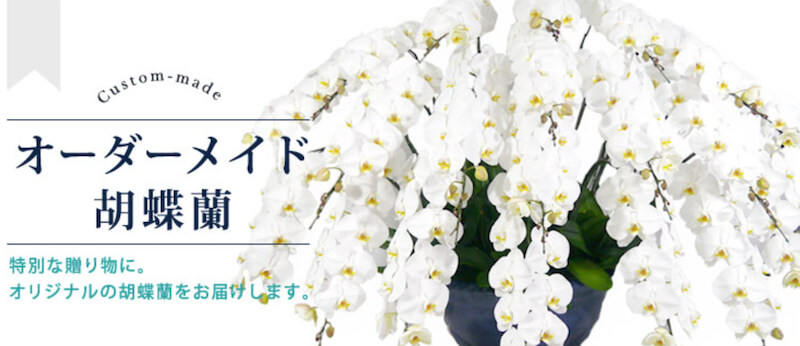 胡蝶蘭園.com