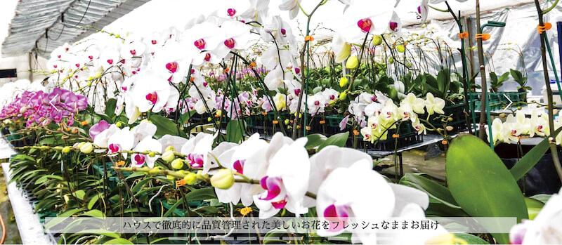 クマサキ洋ラン農園